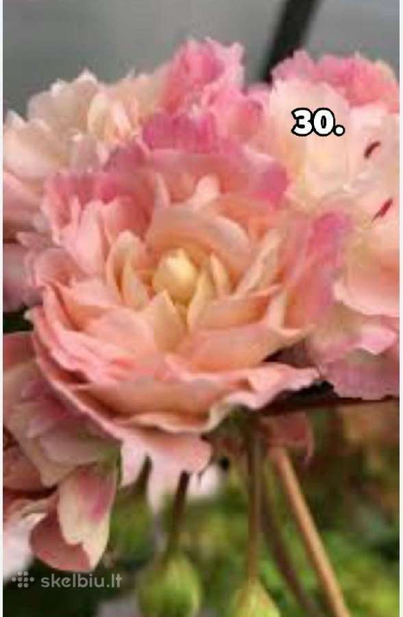 Pelargonija - nuotraukos Nr. 19