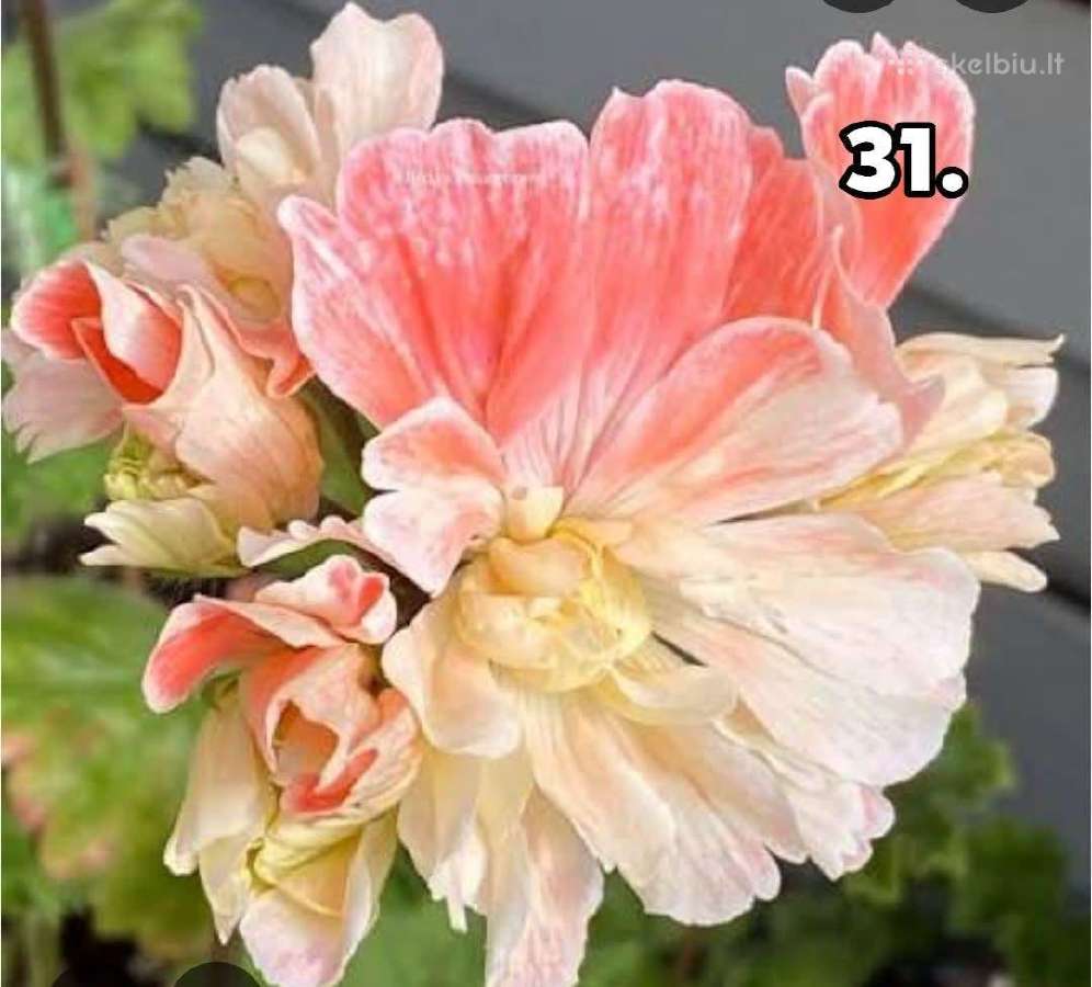Pelargonija - nuotraukos Nr. 23