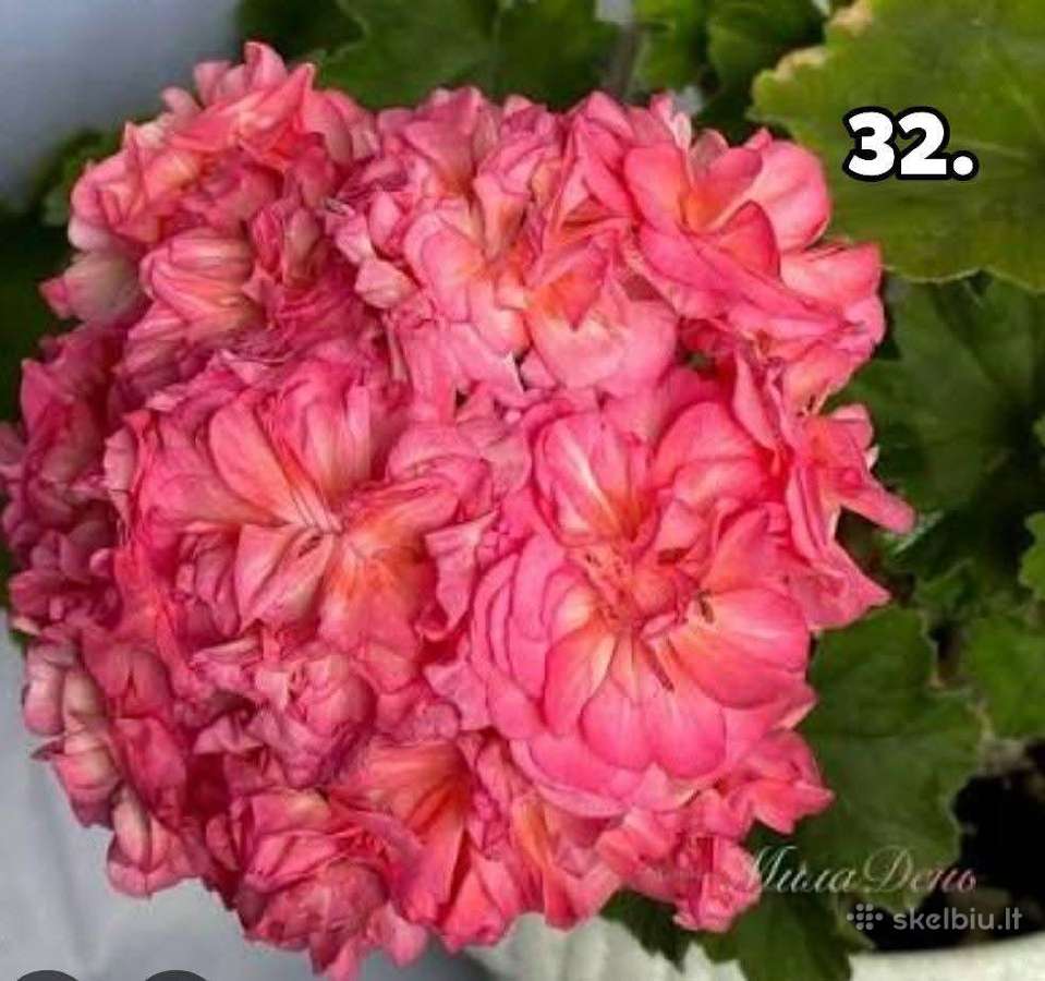 Bengalai. Pelargonija. Bengalai - nuotraukos Nr. 22