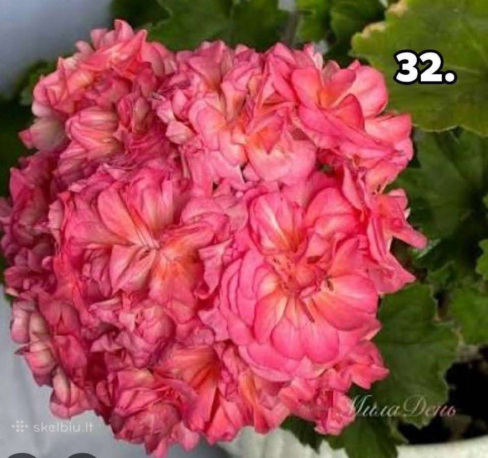 Pelargonija - nuotraukos Nr. 24