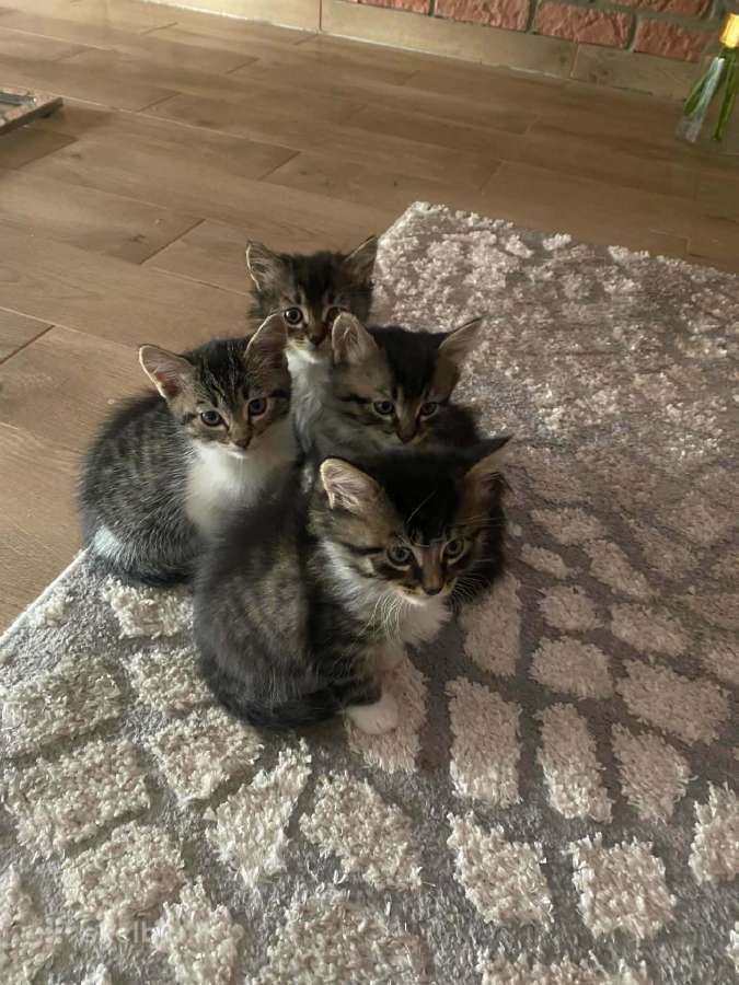 Dovanojame kačiukus