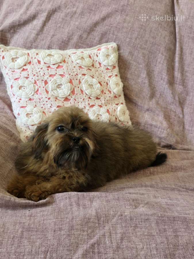 Маltipoo