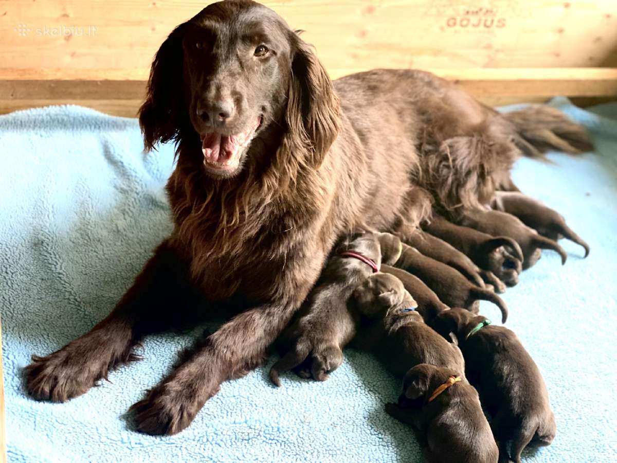 Lygiaplaukiai ir Labradoro retriveriai- Gojus - nuotraukos Nr. 24