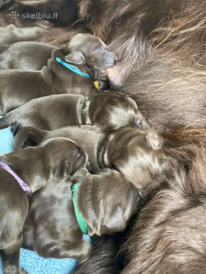 Lygiaplaukiai ir Labradoro retriveriai- Gojus - nuotraukos Nr. 25