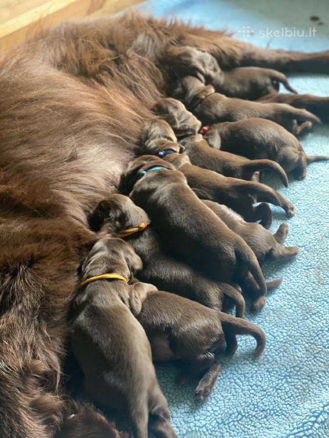 Lygiaplaukiai ir Labradoro retriveriai- Gojus - nuotraukos Nr. 23