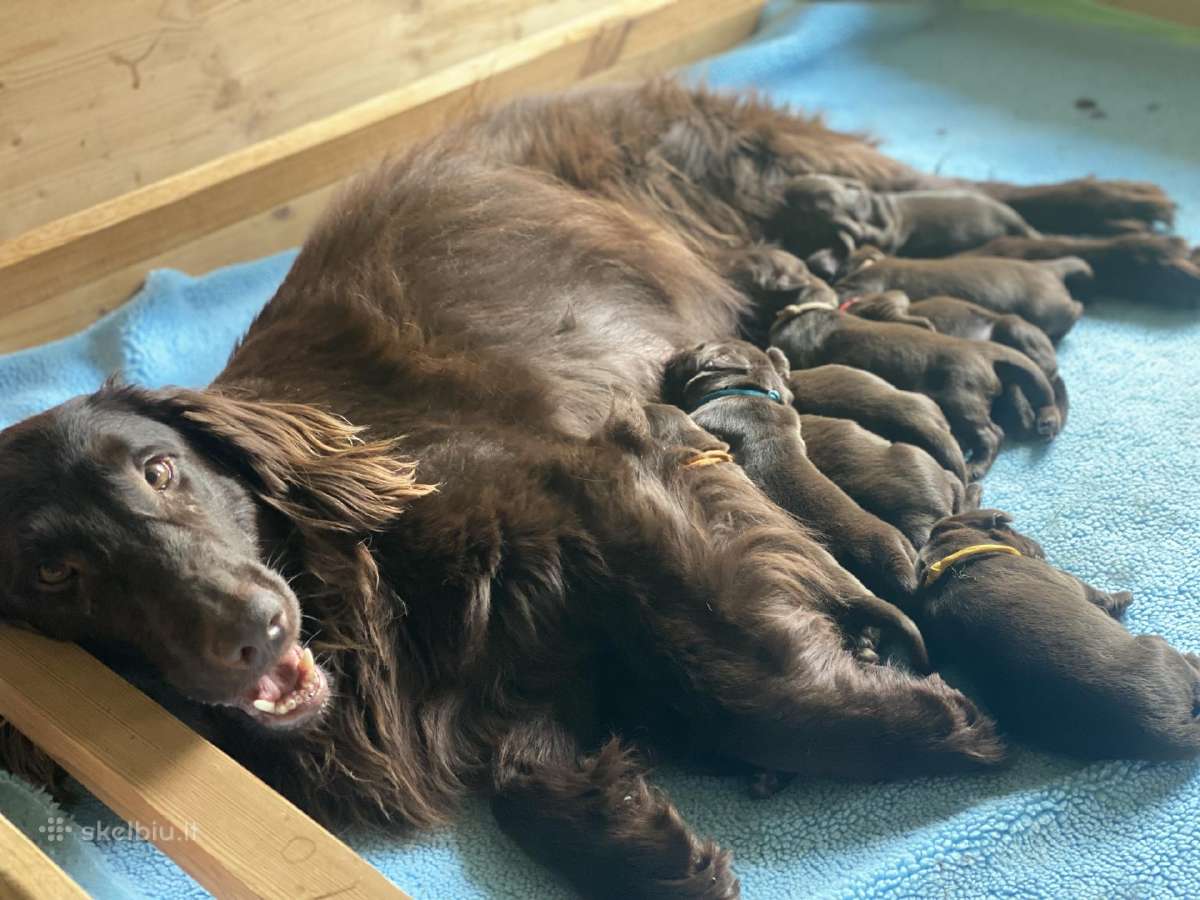 Lygiaplaukiai ir Labradoro retriveriai- Gojus - nuotraukos Nr. 21
