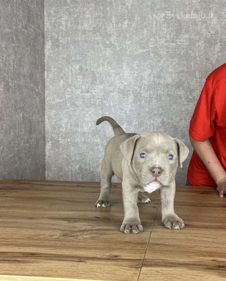 American Bully