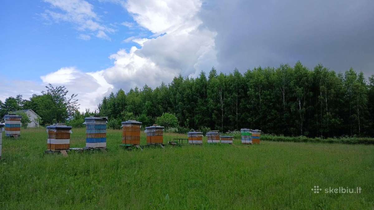 Aviliai