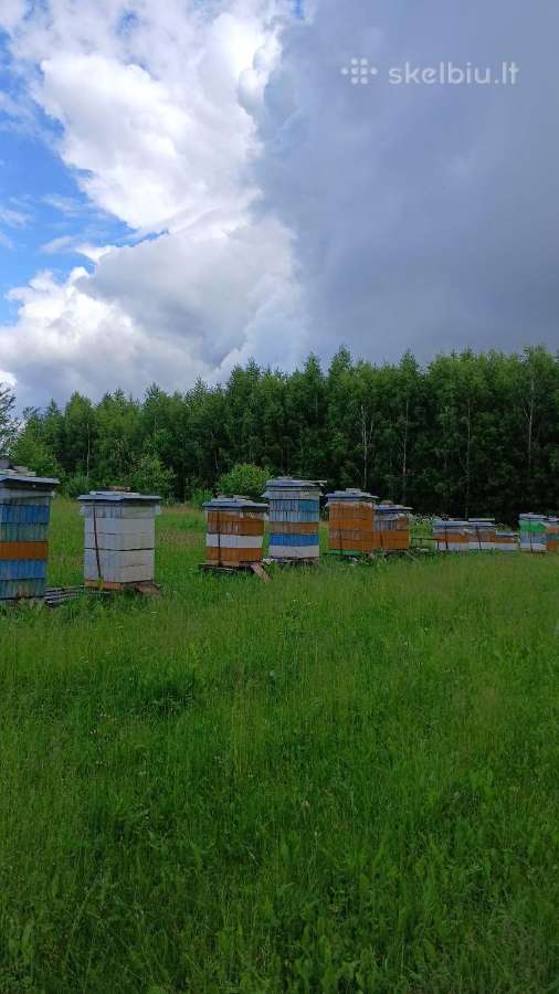 Aviliai su bitėmis - nuotraukos Nr. 2