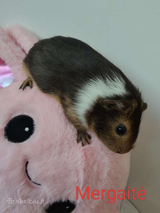Jūrų kiaulytės