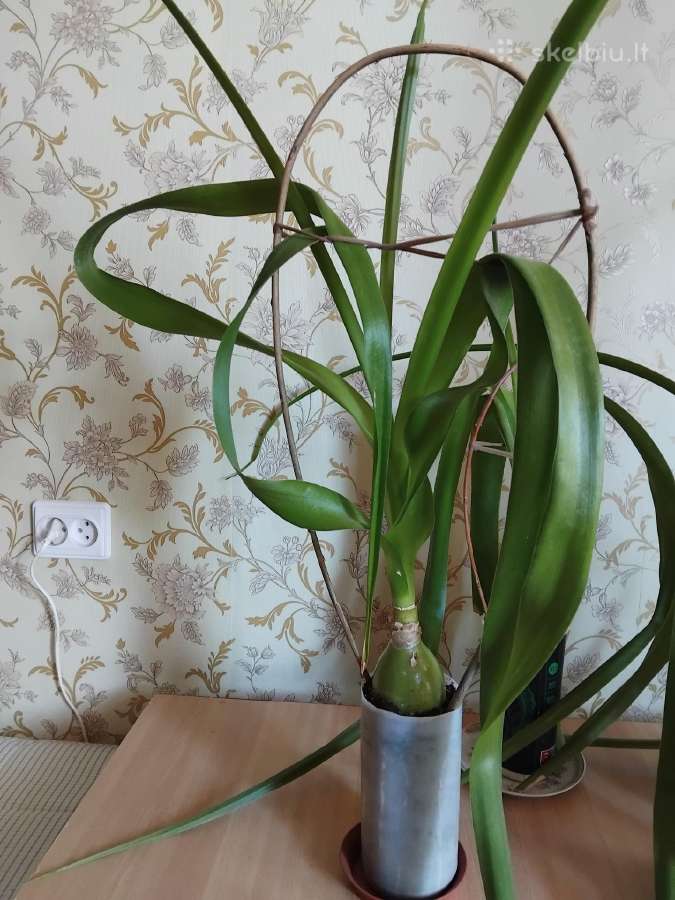 Indiškas svogūnas - nuotraukos Nr. 2