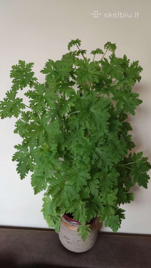 Jeronimas (kvapioji palergonija)