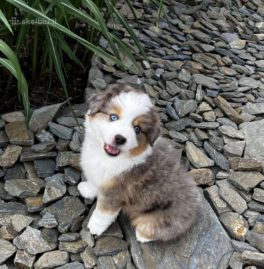 Mini Aussie /Miniatiūrinis amerikos avigan. /Mas - nuotraukos Nr. 5
