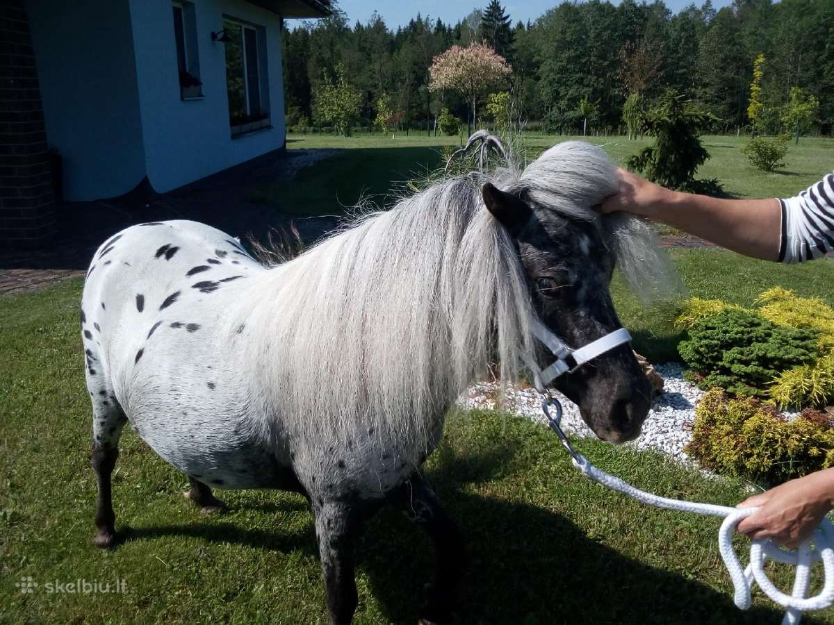 Miniatiūrinė appaloosa poni kumelė - nuotraukos Nr. 2