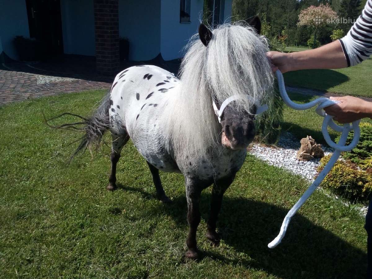 Miniatiūrinė appaloosa poni kumelė - nuotraukos Nr. 3