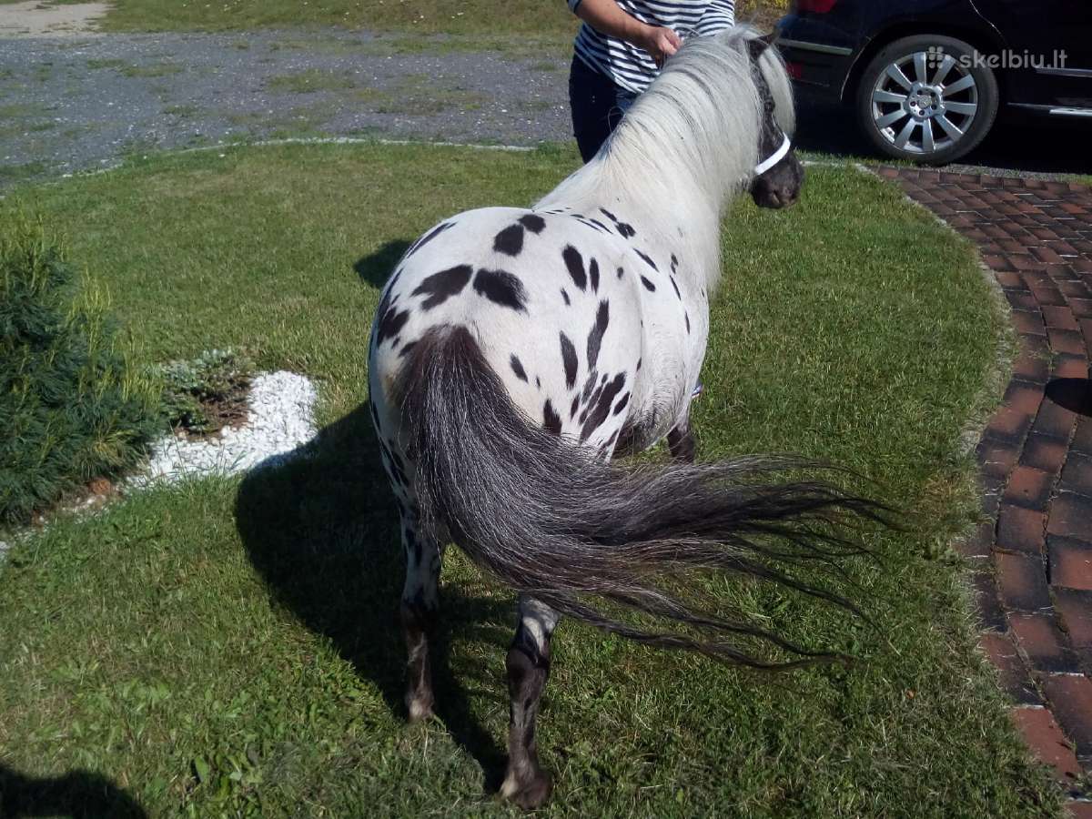 Miniatiūrinė appaloosa poni kumelė - nuotraukos Nr. 4