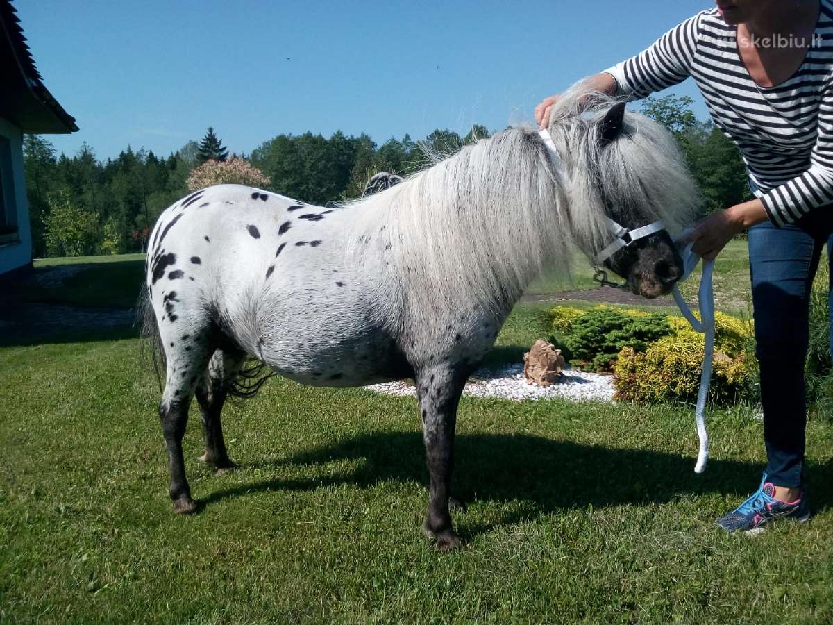Miniatiūrinė appaloosa poni kumelė - nuotraukos Nr. 5