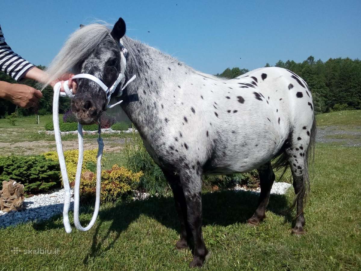 Miniatiūrinė appaloosa poni kumelė - nuotraukos Nr. 6