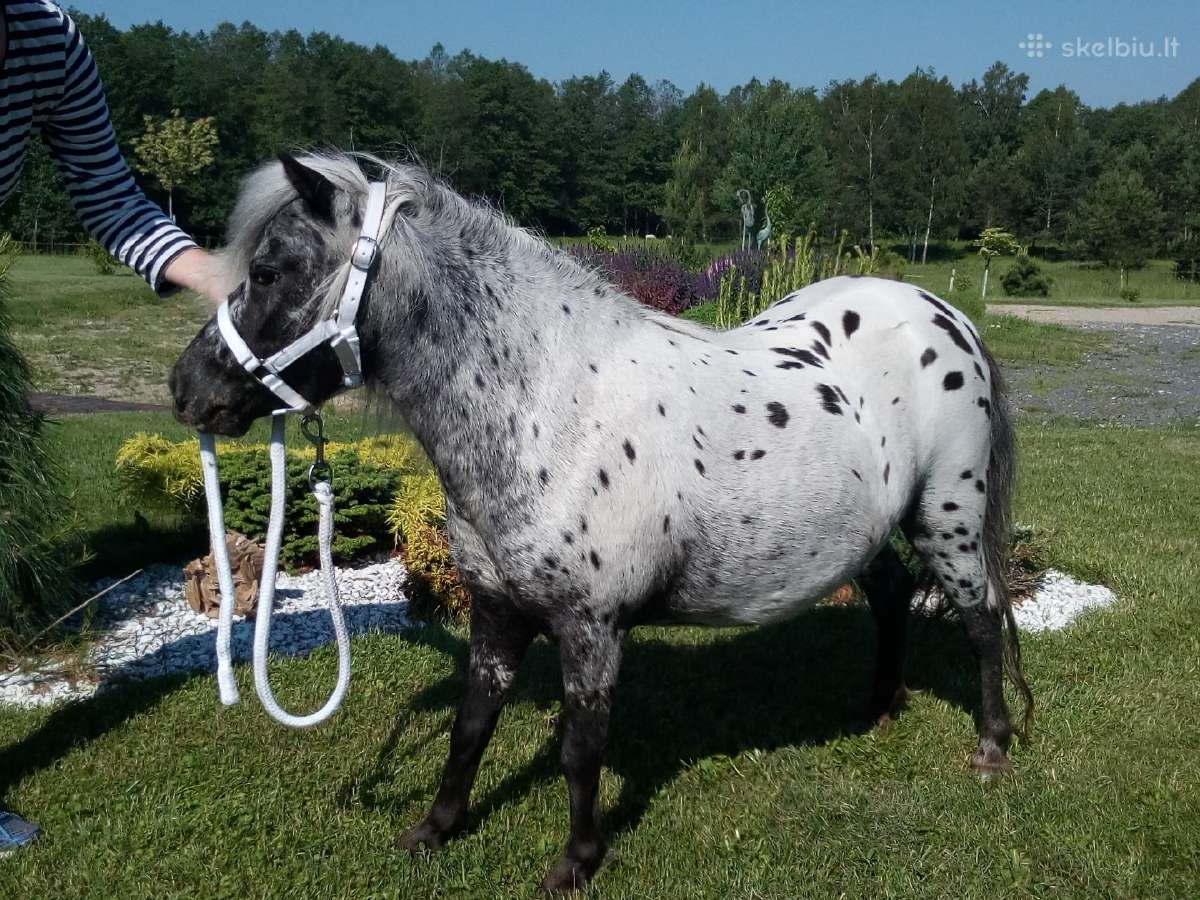 Miniatiūrinė appaloosa poni kumelė - nuotraukos Nr. 7