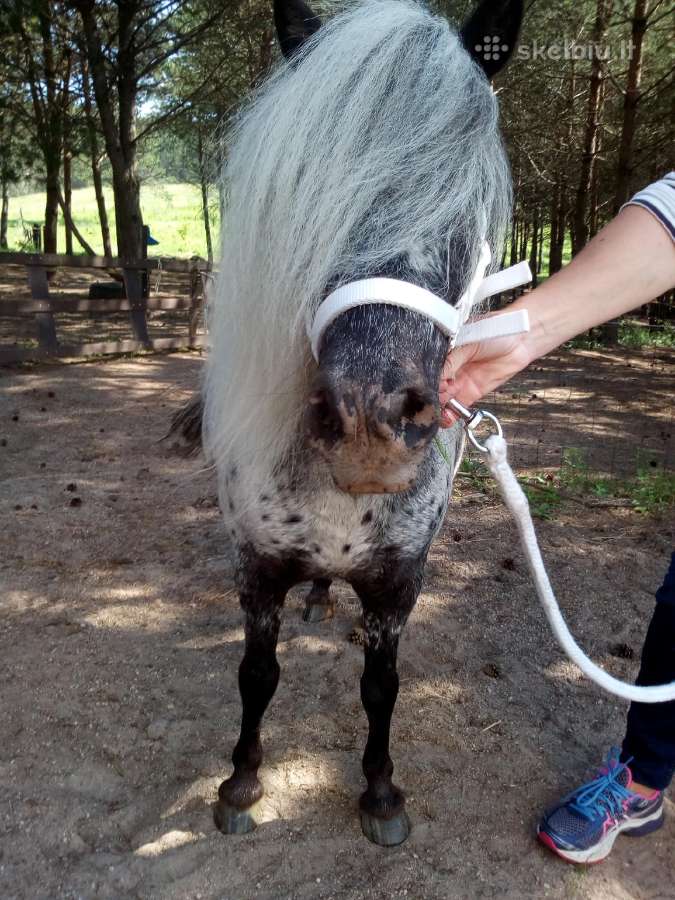 Miniatiūrinė appaloosa poni kumelė - nuotraukos Nr. 9
