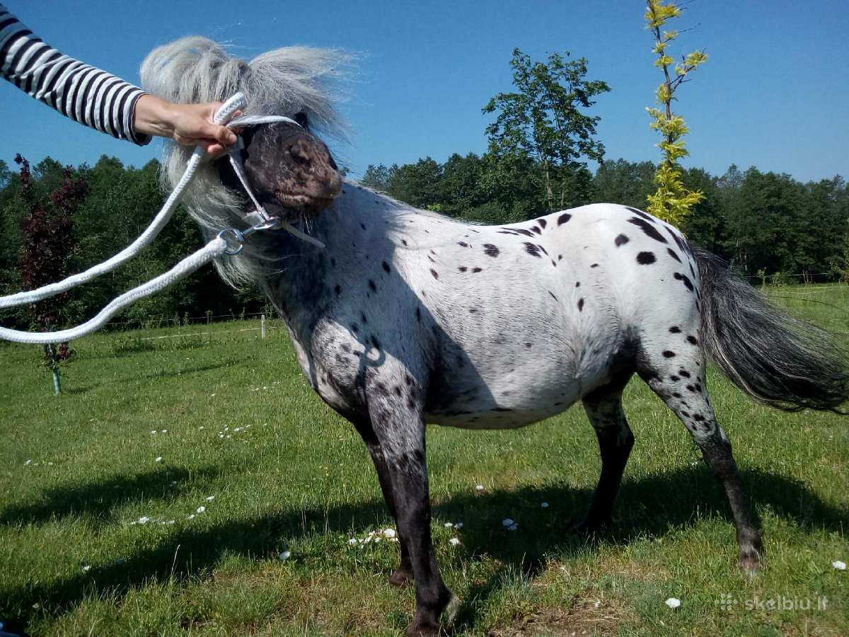 Miniatiūrinė appaloosa poni kumelė - nuotraukos Nr. 10