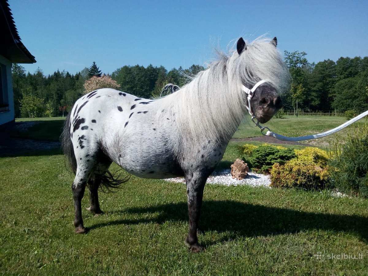 Miniatiūrinė appaloosa poni kumelė - nuotraukos Nr. 12