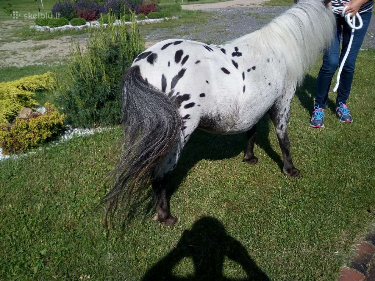 Miniatiūrinė appaloosa poni kumelė - nuotraukos Nr. 13