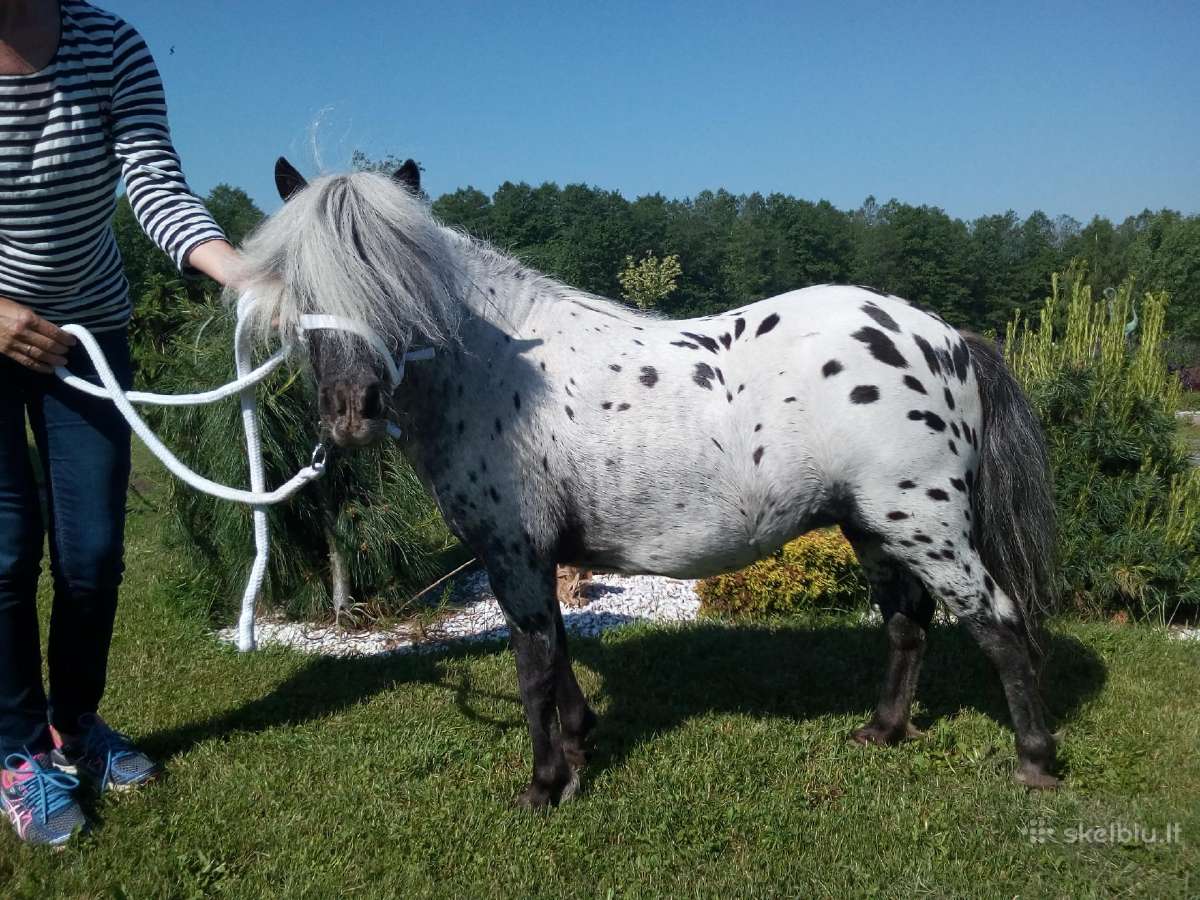 Miniatiūrinė appaloosa poni kumelė - nuotraukos Nr. 14