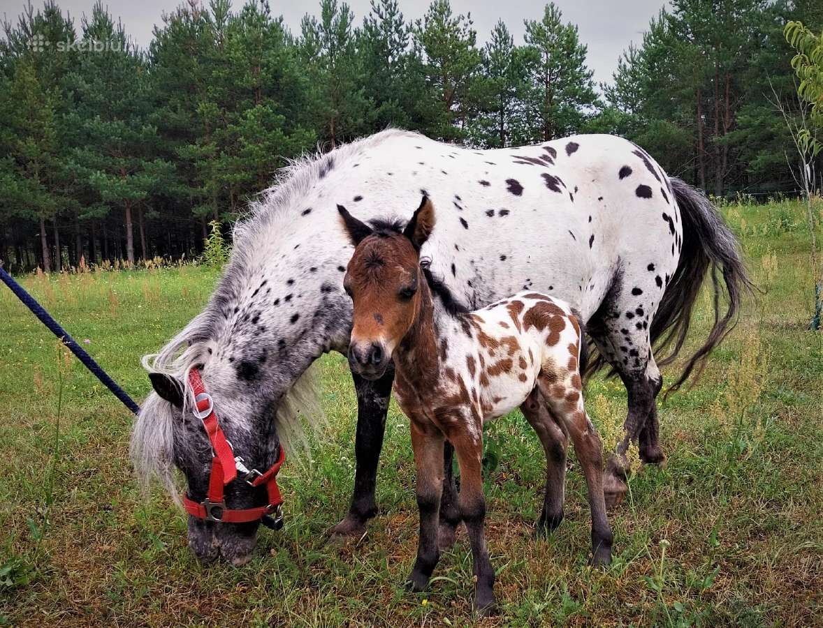 Miniatiūrinė appaloosa poni kumelė - nuotraukos Nr. 15
