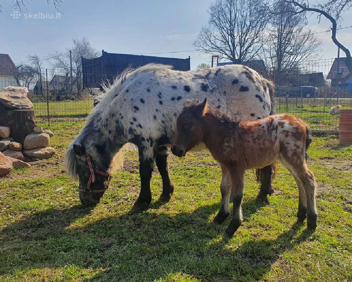 Miniatiūrinė appaloosa poni kumelė - nuotraukos Nr. 16