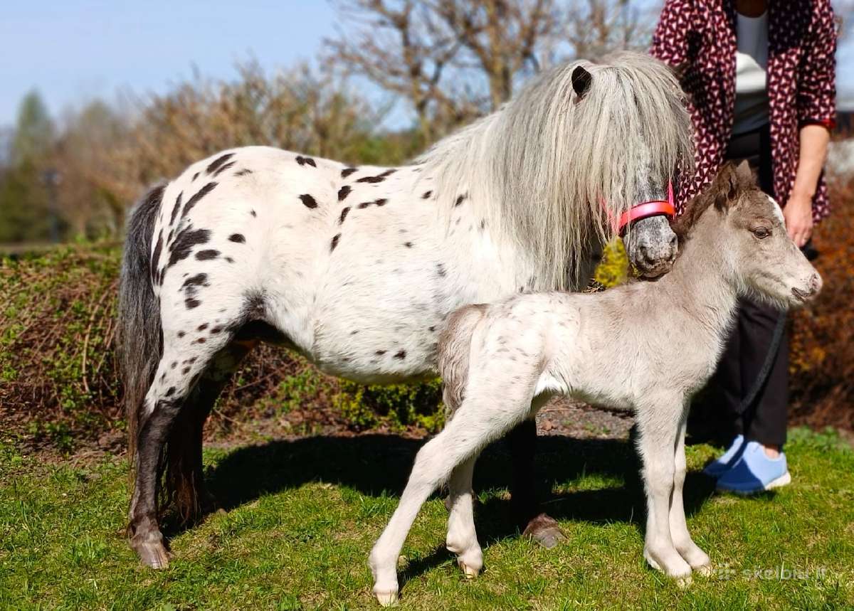 Miniatiūrinė appaloosa poni kumelė - nuotraukos Nr. 17