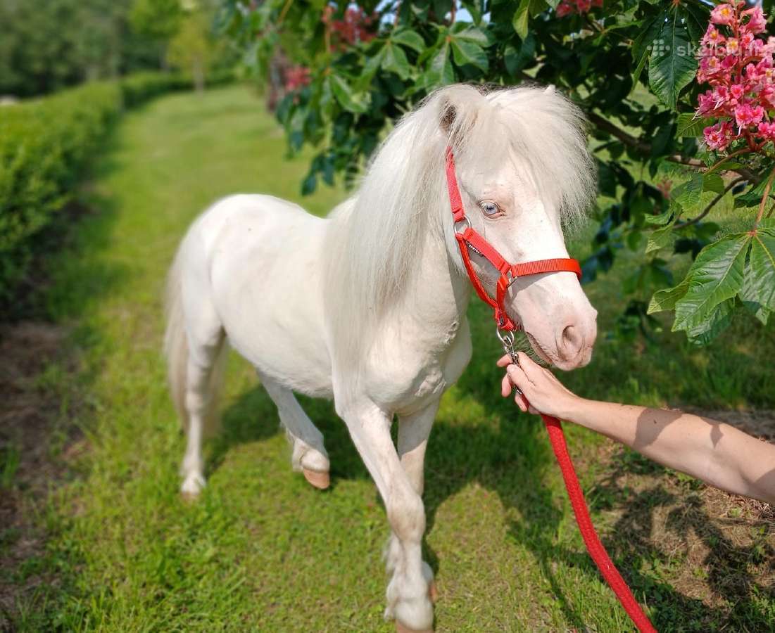 Miniatiūrinė appaloosa poni kumelė - nuotraukos Nr. 18