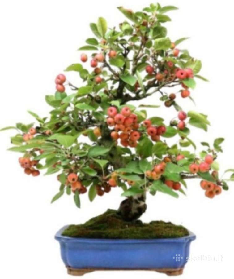 Bonsai obelis 30metu pigiau