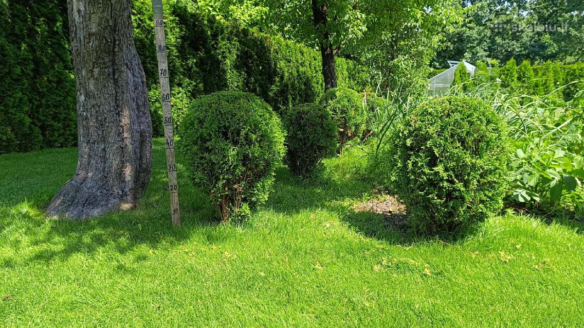 Tujos smaragd vazonėliuose ir iš grunto. - nuotraukos Nr. 3