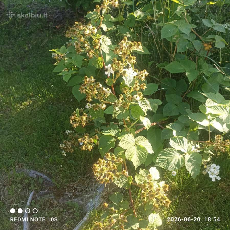 Figmedžių dvimečiai, gervuogių, bruknių sodinukai. - nuotraukos Nr. 34