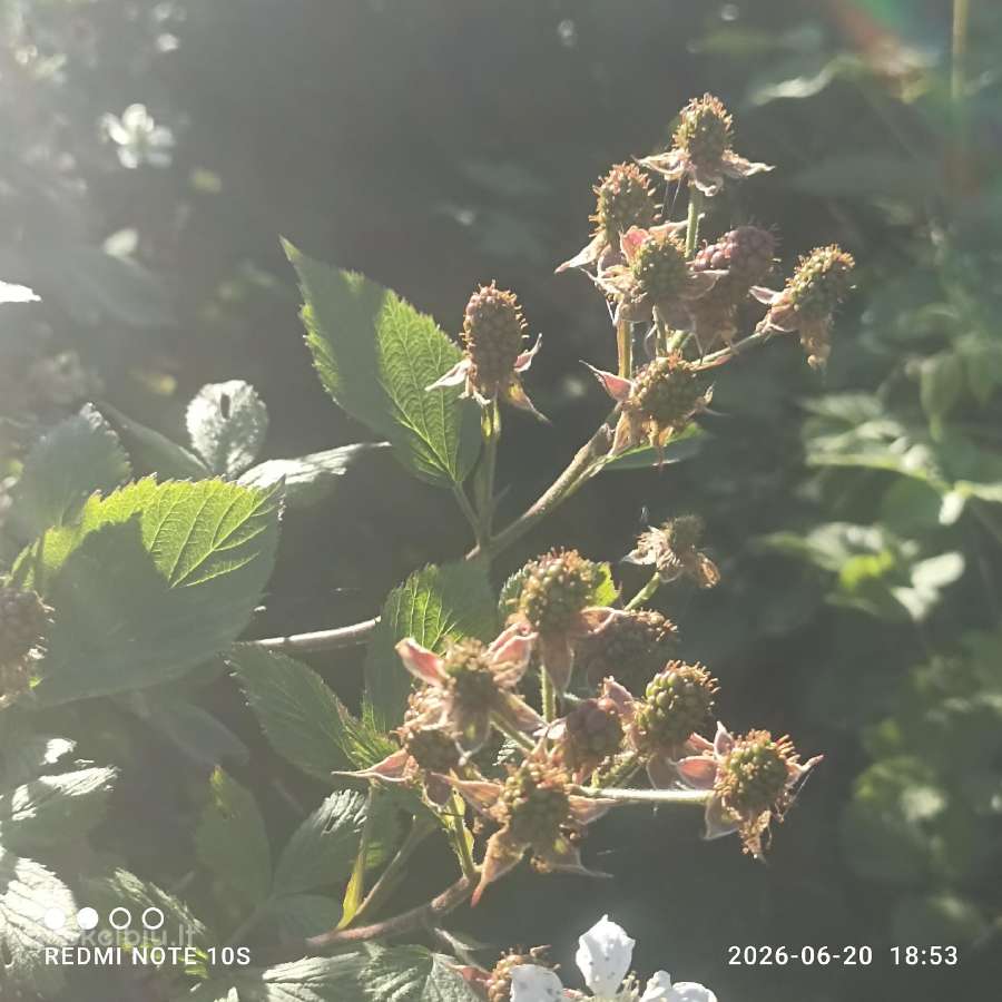 Figmedžių dvimečiai, gervuogių, bruknių sodinukai. - nuotraukos Nr. 35