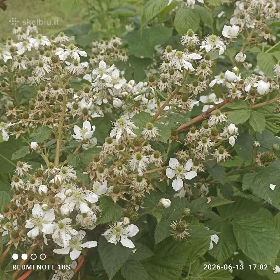 Figmedžių dvimečiai, gervuogių, bruknių sodinukai. - nuotraukos Nr. 38