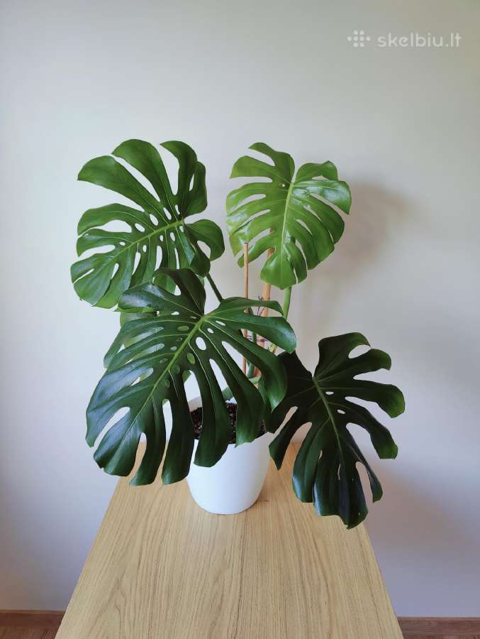 Brandi monstera