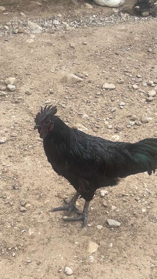 Ayam Cemani,australorp,leghorn gaidžiai - nuotraukos Nr. 2