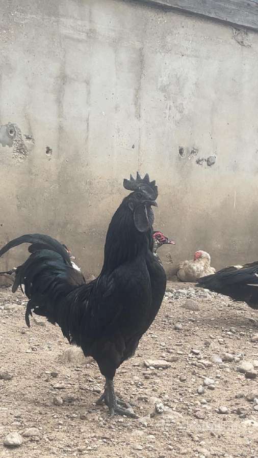 Ayam Cemani,australorp,leghorn gaidžiai