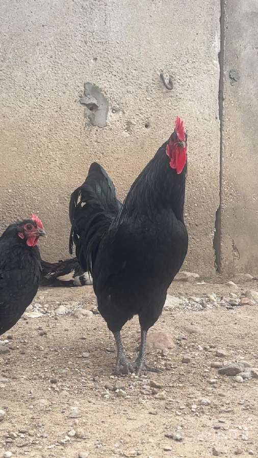 Ayam Cemani,australorp,leghorn gaidžiai - nuotraukos Nr. 3