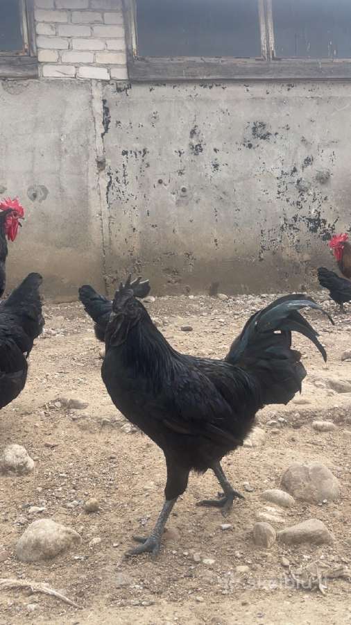 Ayam Cemani,australorp,leghorn gaidžiai - nuotraukos Nr. 4