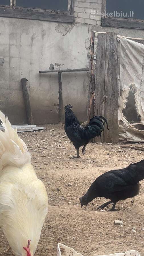 Ayam Cemani,australorp,leghorn gaidžiai - nuotraukos Nr. 6