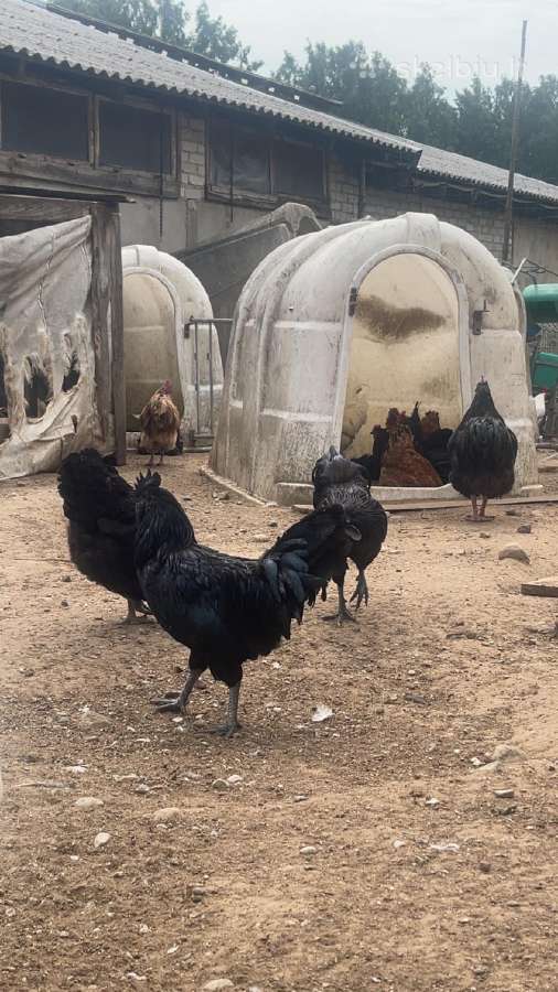 Ayam Cemani,australorp,leghorn gaidžiai - nuotraukos Nr. 7