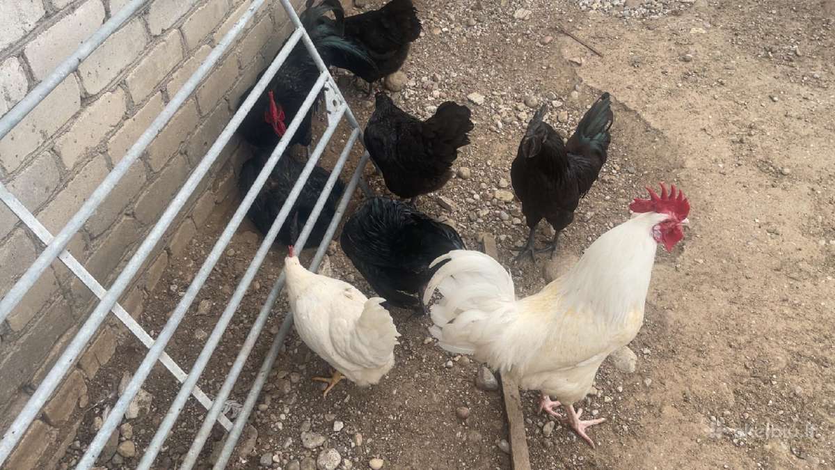 Ayam Cemani,australorp,leghorn gaidžiai - nuotraukos Nr. 5