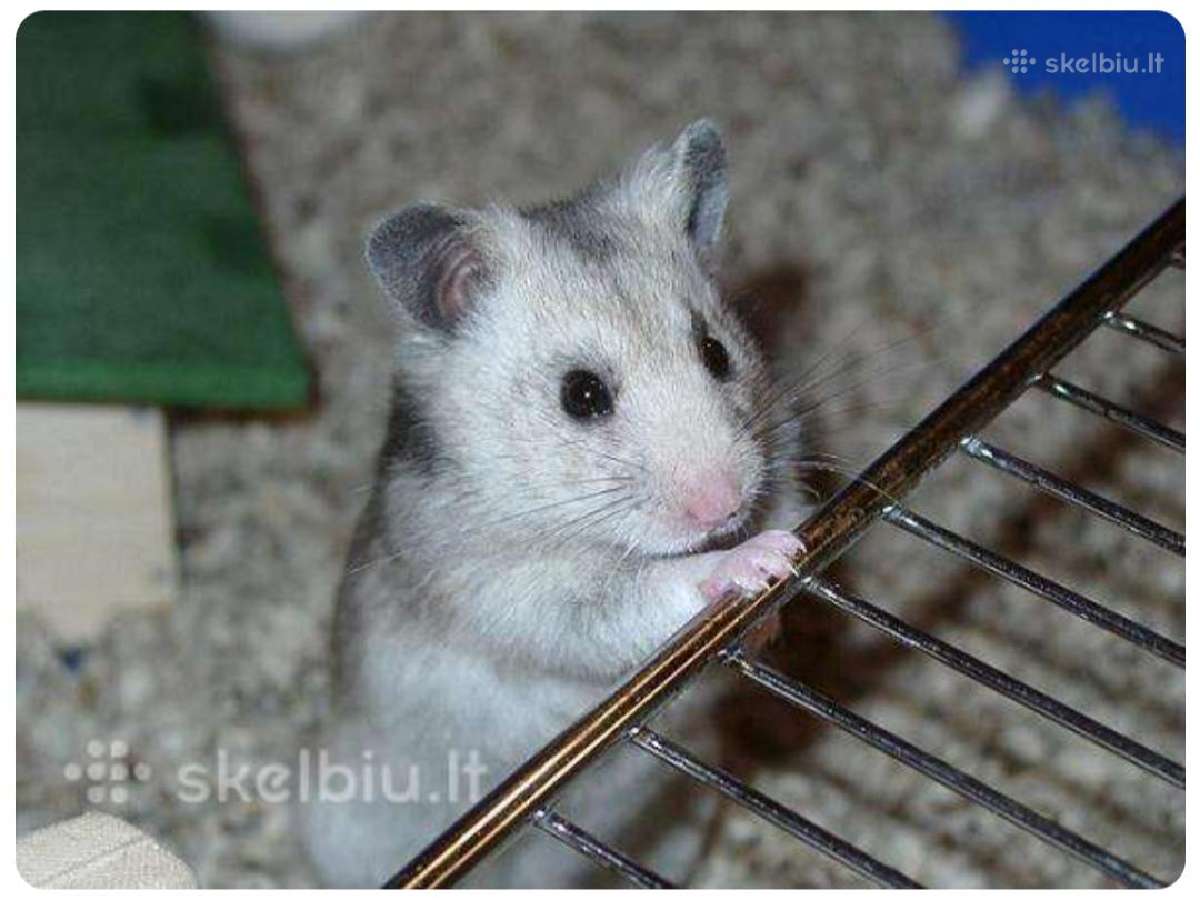 Parduodu Sirijos žiurkenus