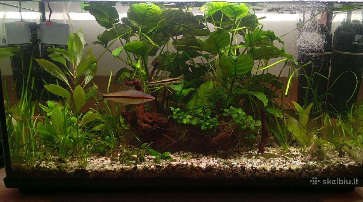 Akvariumas