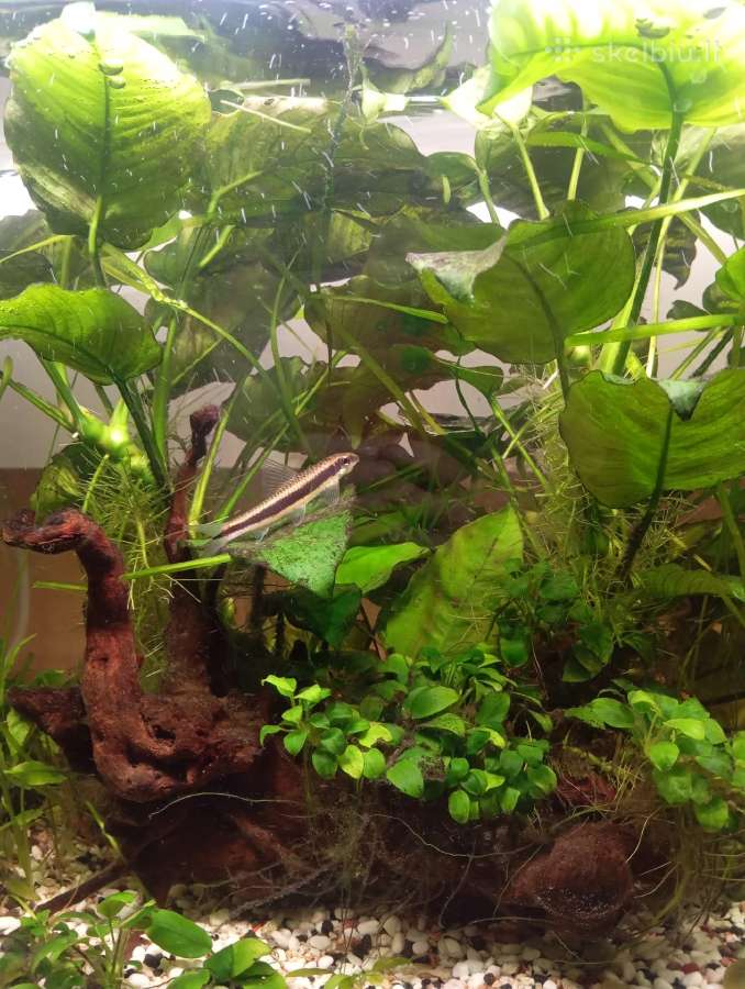 Akvariumas - nuotraukos Nr. 2