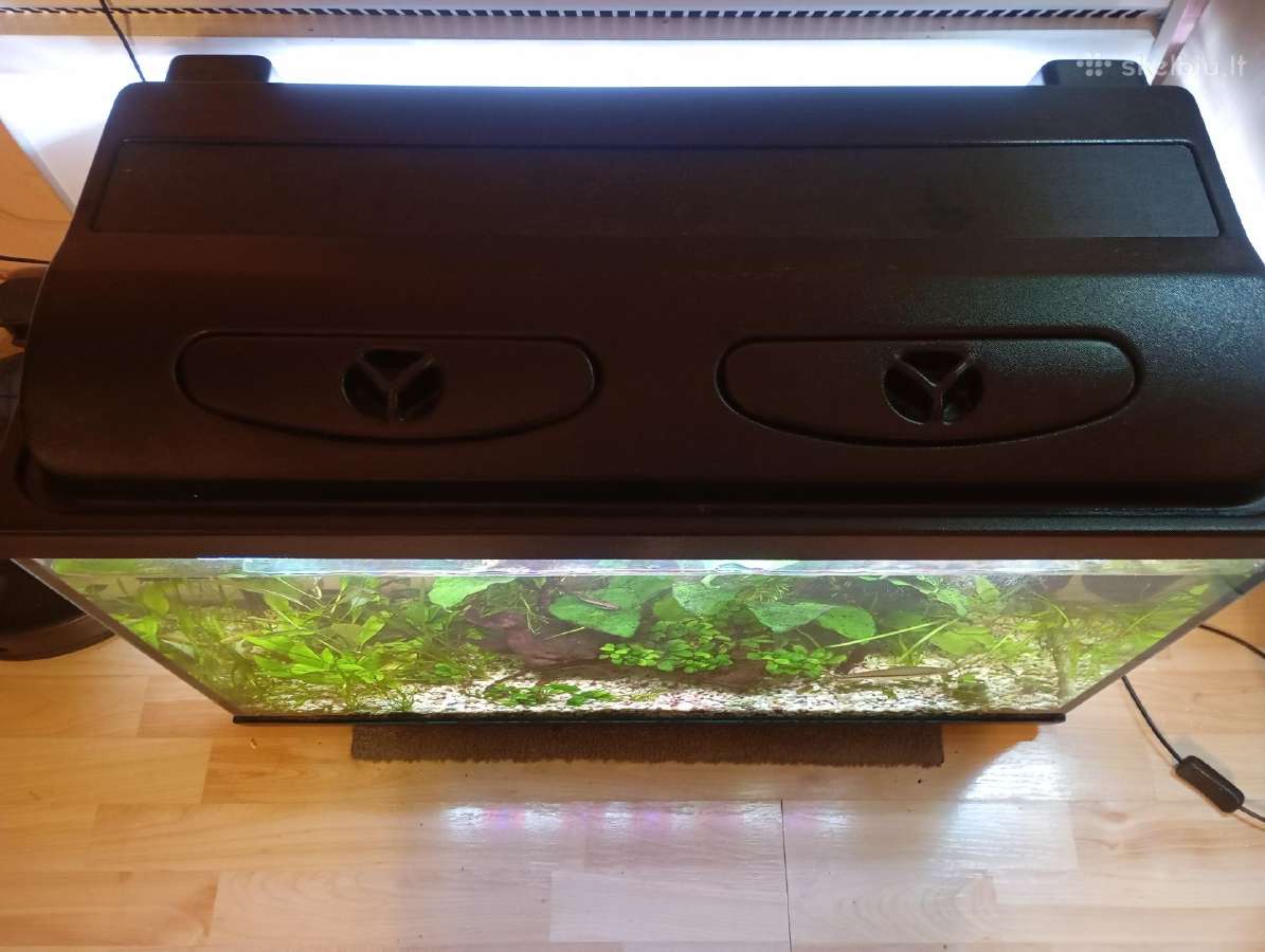 Akvariumas - nuotraukos Nr. 3