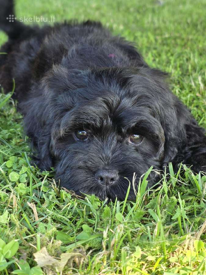 Cavapoo Bonita